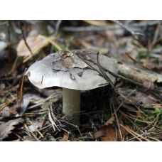 Мицелий Рядовки серой / Рядовка штриховатая (Tricholoma portentosum)